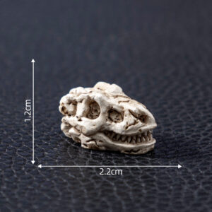 4#dinosaur / Skull skull