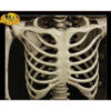 oly-13747ab4931a0ce313cd52074bd0d5d9 Wholesale Plastic Halloween Skeleton Decorative Accent 70cm Party Resale