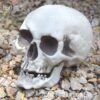 Wholesale Plastic Skull Halloween Decorative Accent for Party Home Decor