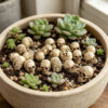 Wholesale 20 Pcs Antique Miniature Skulls Set Resin Halloween Decoration Home Decorative Accent