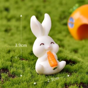 Eat carrot rabbit on the 16th / Rabbit paradise