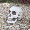 Wholesale Plastic Skull Halloween Decorative Accent for Party Home Decor
