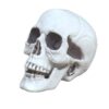 Wholesale Plastic Skull Halloween Decorative Accent for Party Home Decor