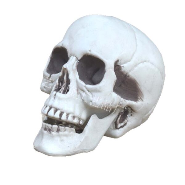 Wholesale Plastic Skull Halloween Decorative Accent for Party Home Decor