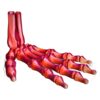 Wholesale Halloween Skeleton Hand Articulated Ornament Decorative Accent Gift for Resale