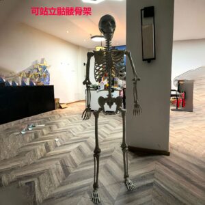 170cm skeleton (can stand)