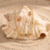 Wholesale Fish Bone Butterfly Dolphin Bird Pendant Necklace In Stainless Steel Trendy Jewelry Accessory For Daily Wear Or Gift